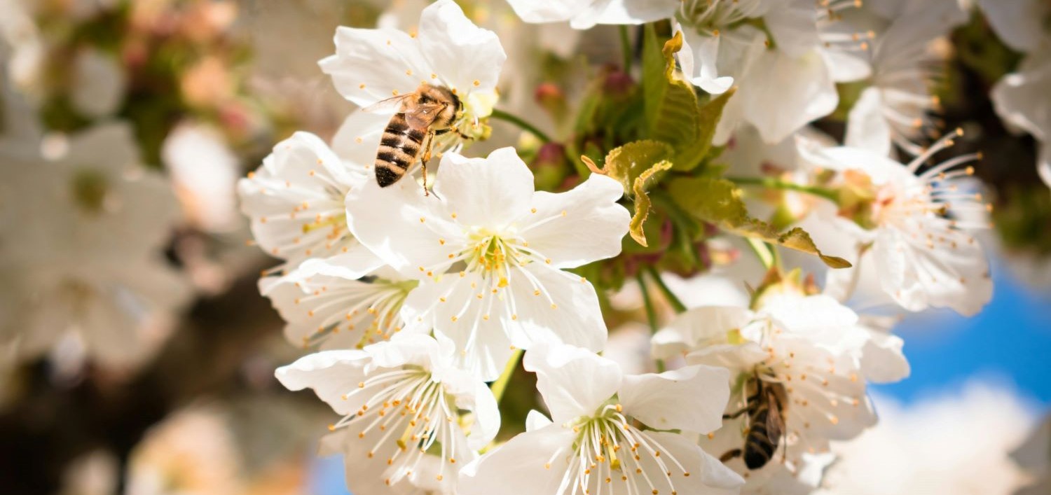 PASIEKA - BRZEŹNICA 30 k/RADŁOWA 