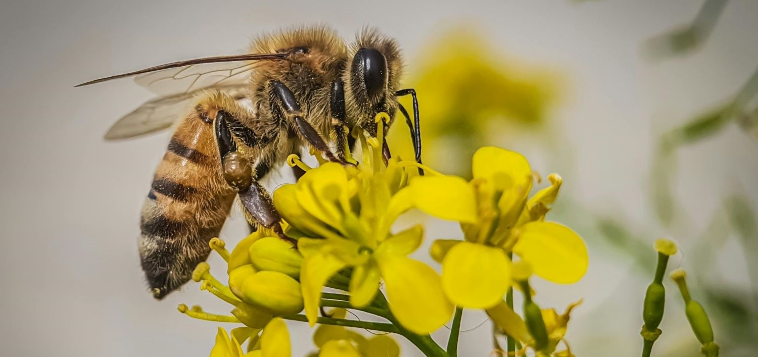PASIEKA - BRZEŹNICA 30 k/RADŁOWA