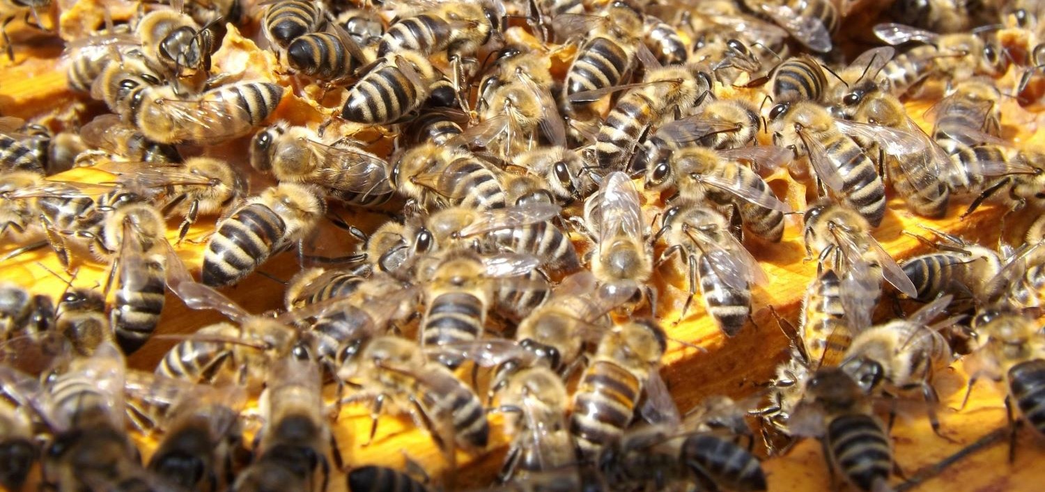 PASIEKA - BRZEŹNICA 30 k/RADŁOWA 